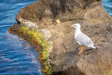 Seagull sits on stone cliff at the sea shore