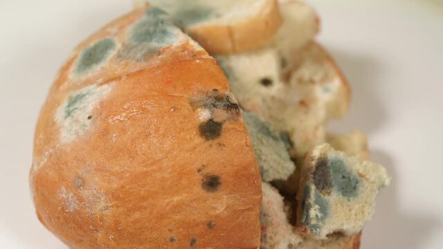 Closeup view video footage of old spoiled bread with growth of mold on its surface