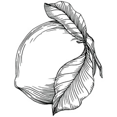 Kiwi Sketch citrus fruit decorative. Hand Drawn kiwi Botanical Illustrations. Black and white with line art isolated on white backgrounds. 