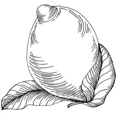 Kiwi Sketch citrus fruit decorative. Hand Drawn kiwi Botanical Illustrations. Black and white with line art isolated on white backgrounds. 