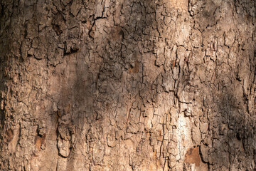 Platanus, or Sycamore tree bark close-up background. Bark texture and background of a old fir tree trunk