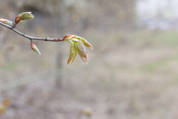 first spring green buds on a tree.The first spring leaves