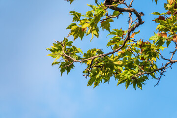 Green Leaves of Pltatanus oreintalis tree on blue sky background