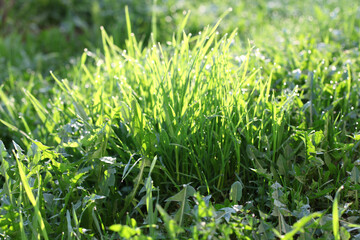 green grass with dew drops in the morning