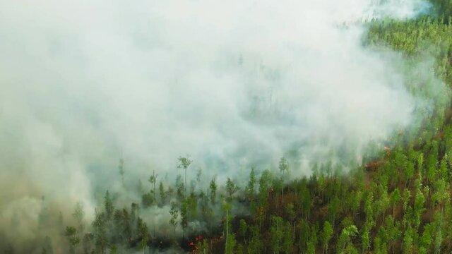 aerial footage forest fire, smoke above burning grass and trees. deforestation as natural disaster, extreme heat, global warming and climate change.