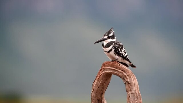 Slow-motion Pied Kingfisher Take-Off
