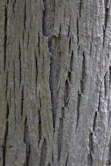 bark of a tree