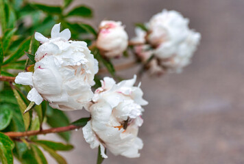 Beautiful blooming pionies flowers in botanic garden.