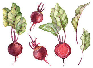 Set of hand panted watercolor ripe beetroot with leaves - obrazy, fototapety, plakaty