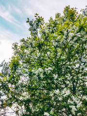 Close-up of cherry flowers. Tender spring concept. Image for cards, banners, posters for the holidays, Mother's Day, International Women's Day, Spring Day