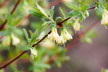 Obraz premium interesting flowering shrub flowers in the form of bells