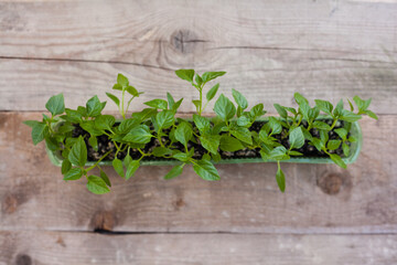 seedlings, pepper sprouts in a plastic container against a concrete wall background, plastic reuse,