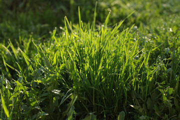 green grass with dew drops in the morning