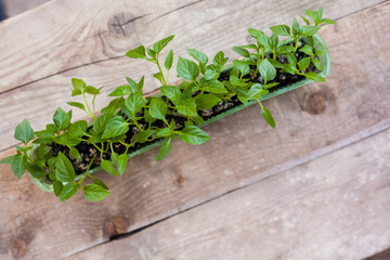 seedlings, tomato sprouts in a plastic container against a concrete wall background, plastic reuse,