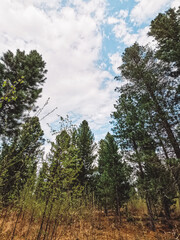 View of the spring forest: sky with light clouds, coniferous trees. Harmonious concept of environment, nature, ecology. Vertical photography.