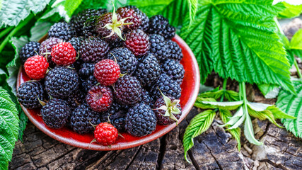Black raspberries in a bowl in the garden.raspberries and blackberries in a bowl.Summer berry harvest.Food background.Closeup
