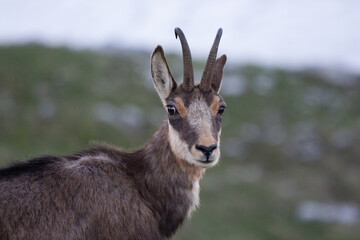 Camoscio sul Monte Grappa, Italia