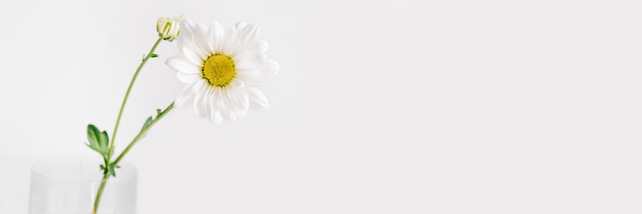 A delicate chamomile flower in soft focus on white background.
