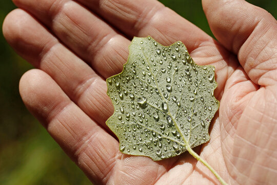 Holding a leaf of white poplar with droplets. Populus alba bolleana,