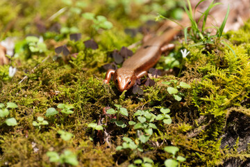 身近な生き物　ニホントカゲ