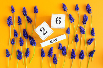 Calendar for May 26: cubes with the number 26, the name of the month of May in English, scattered flowers of blue muscari on a yellow background, top view