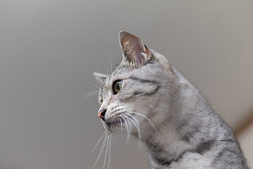 Obraz premium 可愛い猫 サバトラ猫