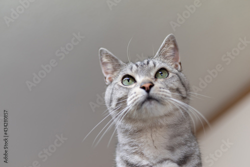 Fototapete 可愛い猫 サバトラ猫 Fototapeten Wallsheaven Rai Fototapete 可愛い猫 サバトラ猫 Fototapeten Wallsheaven Rai