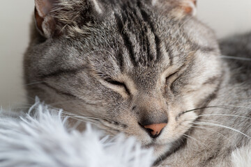 のんびり眠る猫　サバトラ猫