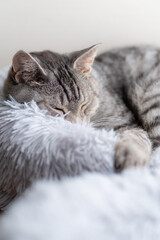 Obraz na płótnie Canvas のんびり眠る猫　サバトラ猫