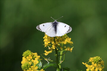 Aurorafalter - Weibchen auf gelber Blume