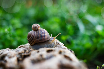 Two funny snails crawling in a green spring garden after the rain.