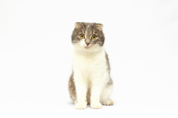 Scottish fold cat, 8 months old, sitting in front of white background