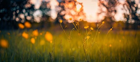 Abstract sunset field landscape of yellow flowers and grass meadow on warm golden hour sunset or...