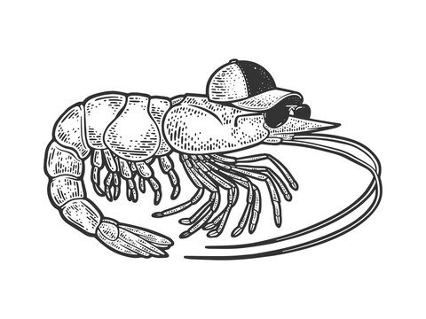 recommend clip art: Cartoon shrimp sketch raster illustration