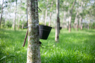 Rubber tree plantation with close up view of the rubber tree.