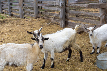 Obraz premium A herd of adult goats with horns and young goats on the farmstead of a farmer. Rural life