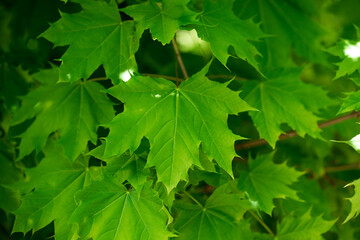 Fototapeta na wymiar green maple leaves in sunlight