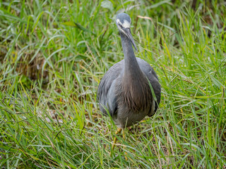 Grey Heron Legs Crossed