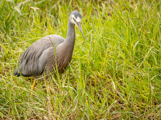  Grey Heron Through Grass