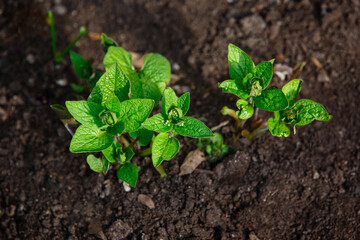 Young Melissa plant round-leaved sprouts in early springtime. Green apple mint leaves. Fresh Spring time background with copy space