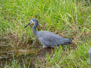 Naklejka premium Wet Grey Heron