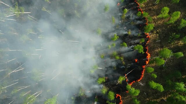 forest fires in Russia, 2021, a erial view. drought and high temperatures, long periods of dry and hot weather, flammability risk incrising. smoke clouds above trees and grass burning