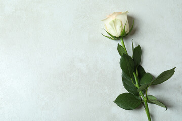 Beautiful rose on white textured background, space for text