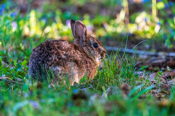 rabbit in the grass