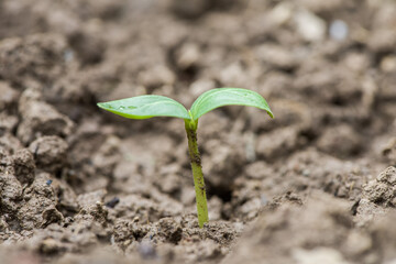 Little green seedlings growing in soil
