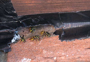 Wespen haben sich zwischen Dach und Wand durch das Gaffer Tape gefressen, um ein Nest zu bauen,...