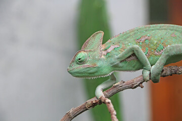 Veiled Chameleon on plant against green background, Veiled chameleon (Chamaeleo calyptratus) resting on a branch in its habitat
