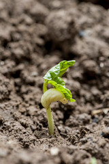 Little green seedlings growing in soil