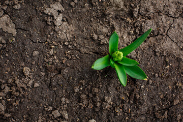 Young hyacinth's sprout in the soil. Early spring background with copy space
