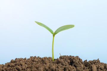 Little green seedlings growing in soil on blue background